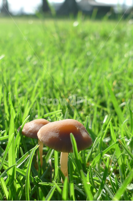 버섯,풀,파릇파릇,버섯접사,접사,버섯,mushroom