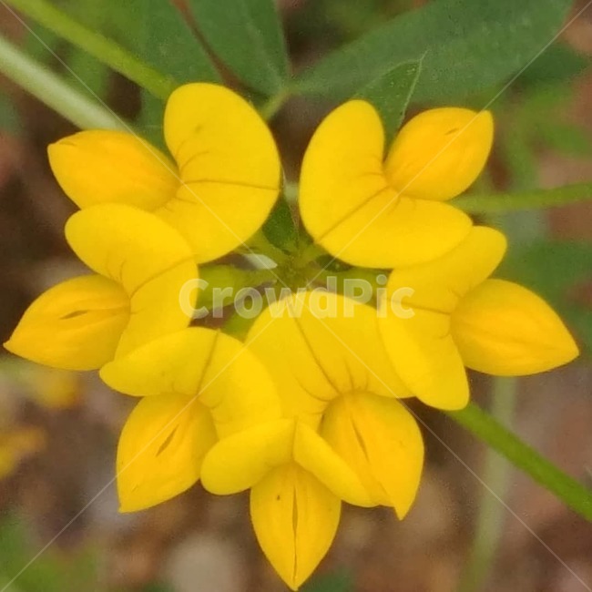 들꽃,야생화,노랑꽃,노란들꽃,꽃,식물,자연,plants,nature,꽃,flower