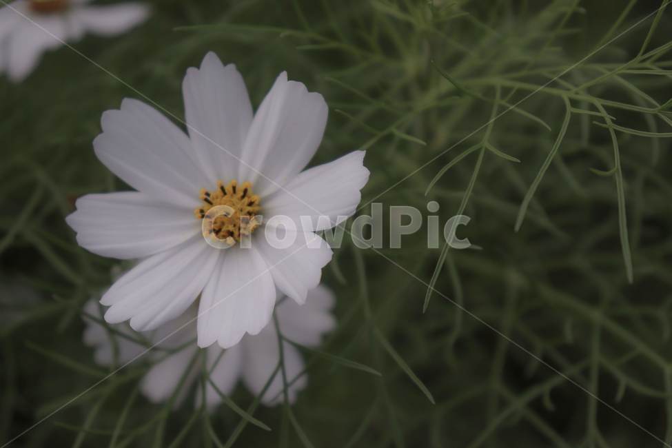 코스모스,꽃,톤다운,색감,정적인,자연,가을,계절,fall,autumn,season,식물,자연,plants,nature,꽃,flower,plant,blossom,daisy,데이지,daisies
