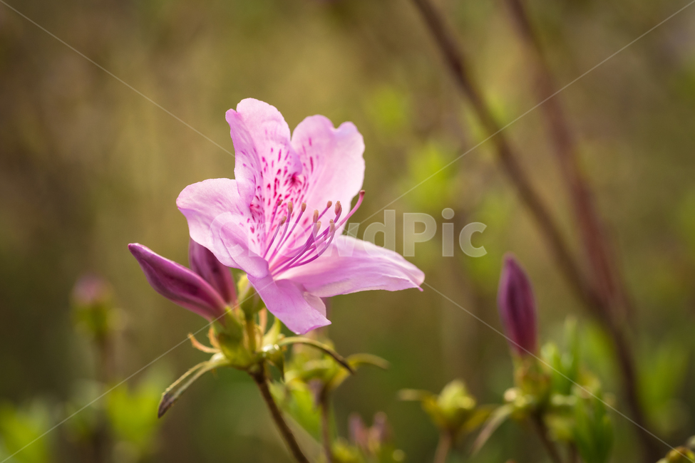 봄,꽃,철쭉,자연,풍경,접사,spring,flower,nature,beauty,봄,계절,spring,season,식물,자연,plants,nature,꽃,flower,plant