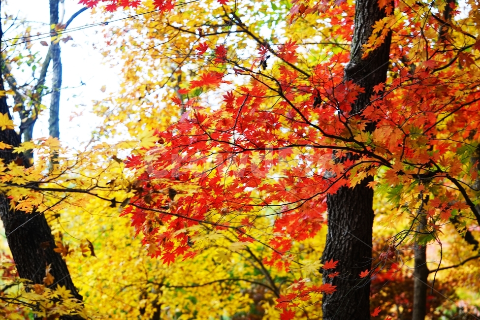 화담숲,단풍,가을단풍,가을,단풍나무,단풍잎,낙옆,가을,계절,fall,autumn,season,plant,식물,leaf,잎,tree,나무,maple