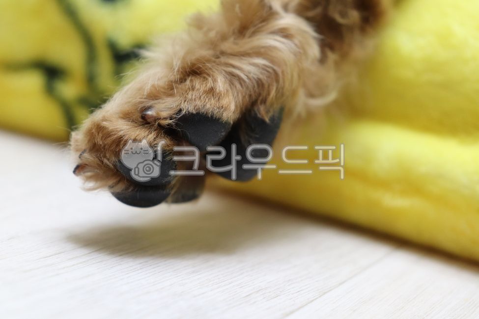 강아지발,강아지발바닥,애견발,푸들,반려견,애견,애견사진,강아지발톱,귀여운발,강아지클로즈업,반려동물사진,애견발사진,애견발바닥,반려견발,펫사진,개발,개발바닥,애견사랑,귀여운강아지,강아지,dogpaw,dogfootprint,petpaw,poodle,companiondog,pet,petphoto,dognail,cutepaw,dogcloseup,companionanimalphoto,petpawphoto,petfootprint,dogfoot,petphotography,puppypaw,pawcloseup,furryfriend,cutedog,doglover