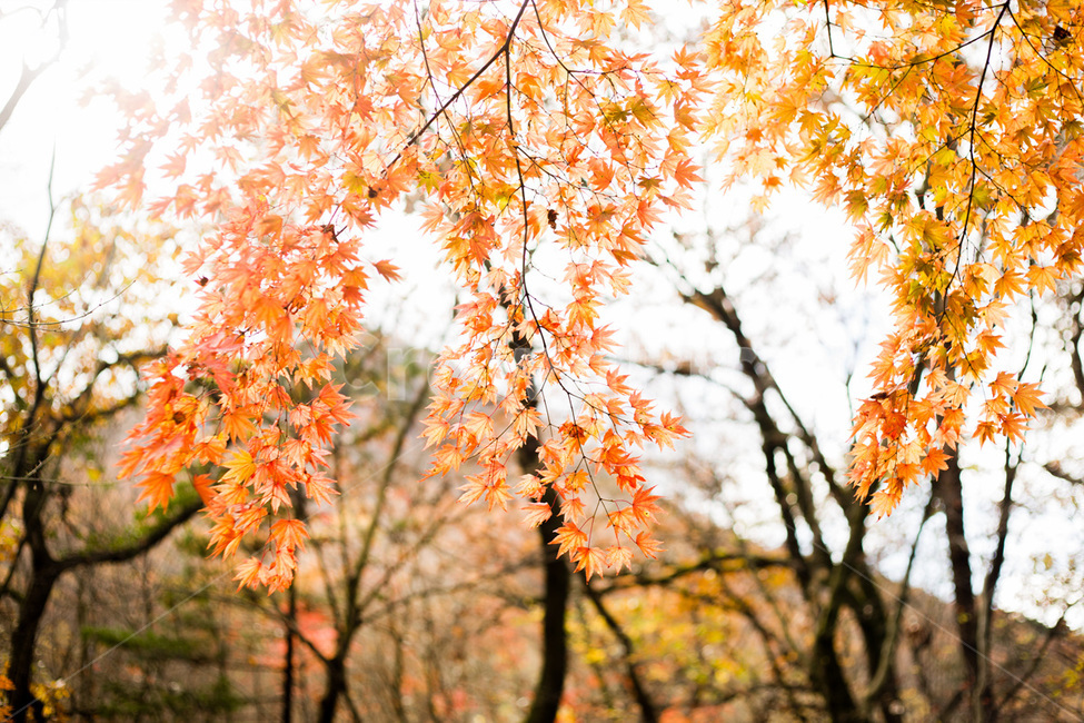 단풍,단풍나무,노을,단풍잎,해질녘,가을,계절,fall,autumn,season,식물,자연,plants,nature,leaf,잎,plant,tree,나무,maple