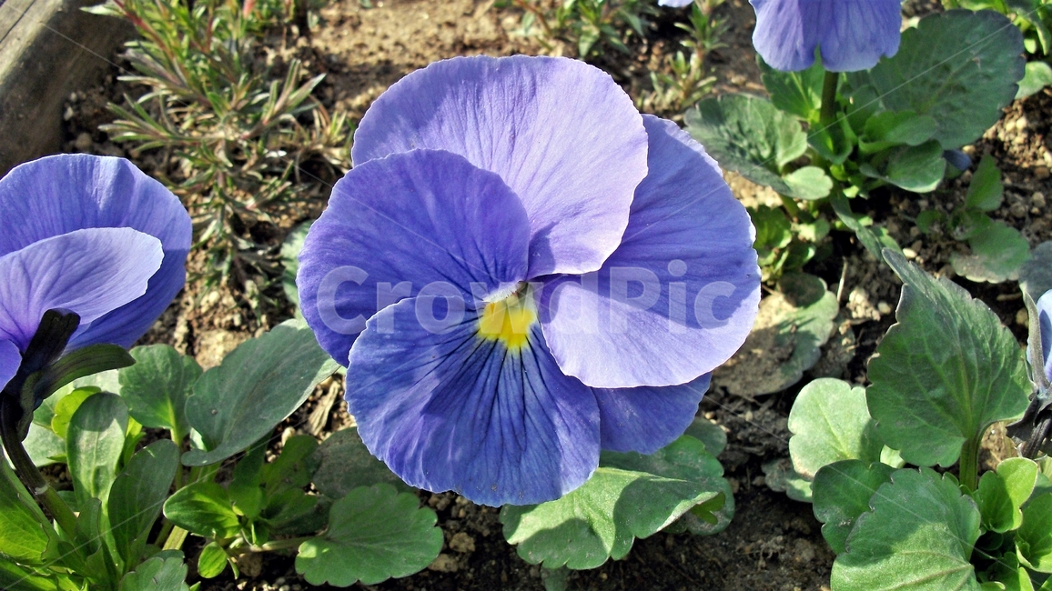 꽃,자연,식물,꽃잎,암술,수술,봄,spring,nature,bloom,petal,floral,scent,beautiful,plant,flower,식물,자연,plants,nature,꽃,flower