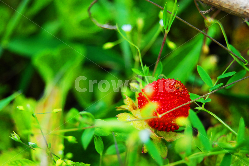자연,식물,산들,뱀딸기,봄,과일,열매,fruit