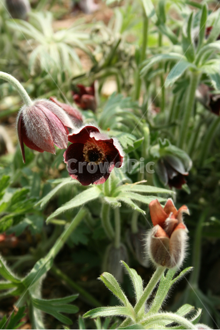 할미꽃,봄,봄날,봄풍경,감성,spring,flower,공원,풍경,식물,새싹,잎,초록,꽃,자주색,붉은색,RED,봄,계절,spring,season,식물,자연,plants,nature,꽃,flower,plant,geranium,제라늄,blossom,bud,싹,sprout