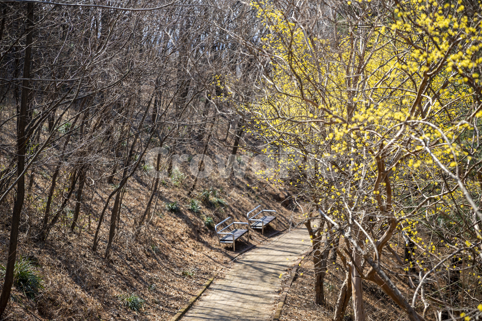 봄,봄꽃,꽃,산수유,노란꽃,japanesecornliancherry,flower,spring,cornusofficinalissetz,cornusofficinalissieboldzucc,봄,계절,spring,season,자연,풍경,nature,landscape,bridge,다리,building,건물,boardwalk,산책로