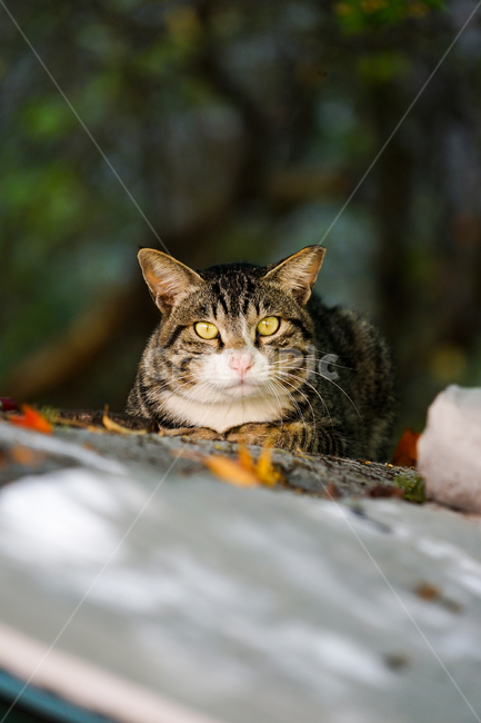 고양이,동물,포유류,길냥이,cat,animal,pet,동물,animal,포유류,mammal,고양이,cat,kitten,kitty
