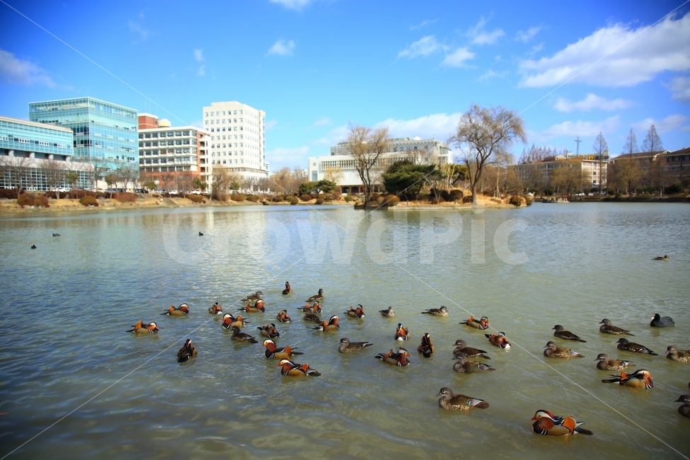 원앙,새,조류,용지,자연,도시,풍경,city,landscape,한국도시풍경,한국도시경관,korea cityscape,동물,animal,조류,새,birds