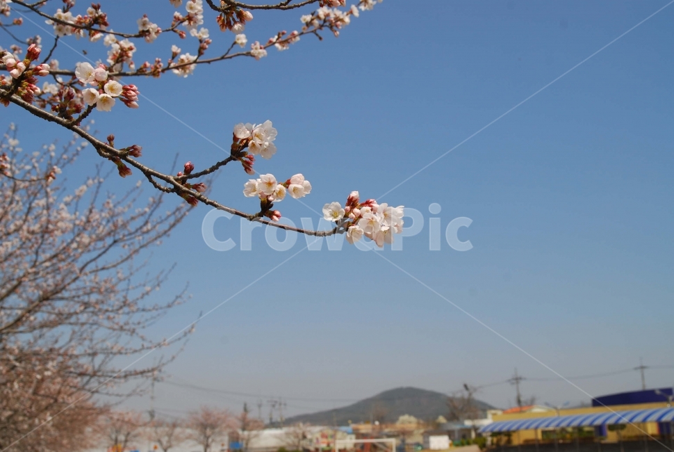 흰꽃,벚꽃,봄,가지,식물,나무,계절,자연,plants,nature,하늘배경,봄,계절,spring,season,식물,자연,plants,nature,꽃,flower,plant