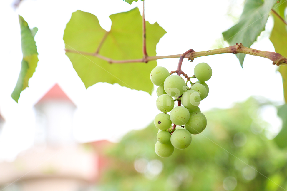 자연,풍경,포도,청포도,나무,열매,nature,landscape,grape,음식,채소,과일,식물,자연,plants,nature,음식,식재료,요리,food,cook,meal,dishes,food reserves,과일,열매,fruit