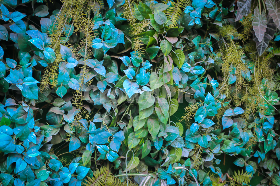 plant,식물,꽃,벽,장식