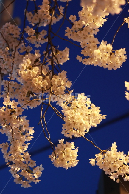 봄,벚꽃,가로등,밤하늘,꽃,봄,계절,spring,season,야경,밤,풍경,nightscape,night,landscape,plant,식물,flower,blossom