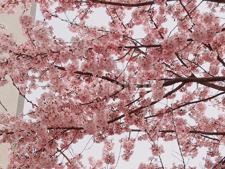 벚꽃,나무,건물,봄,아파트