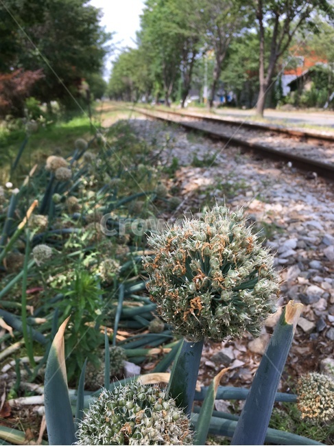 철도,철길,기찻길,railway,railroad