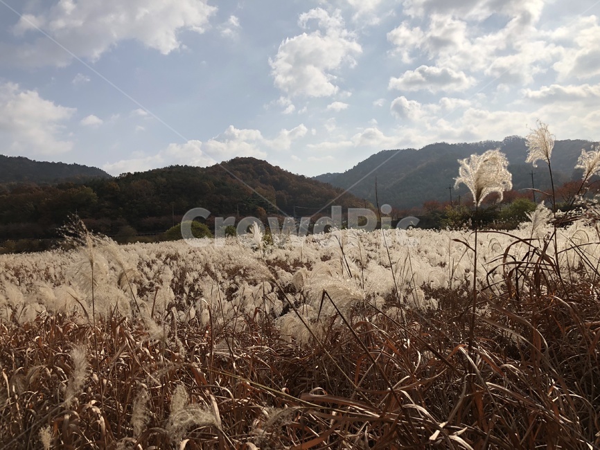 대청호,추동습지,대청호오백리길,갈대밭,추동,가을,계절,fall,autumn,season,grass,잔디,plant,식물,nature,자연,outdoors,옥외
