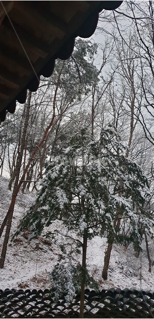 nature,자연,절,눈,겨울