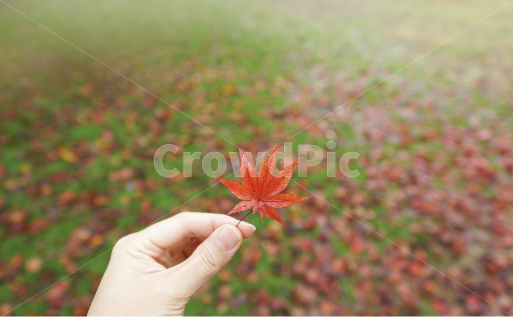 가을,풍경사진,단풍잎,감성사진,나뭇잎,Landscape,maple,leaf,손,잔디,green,colorful,가을,계절,fall,autumn,season,plant,식물,잎,tree,나무