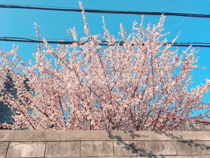 벚꽃,감성,감성사진,꽃,봄,flower,계절,자연,spring,봄,계절,spring,season