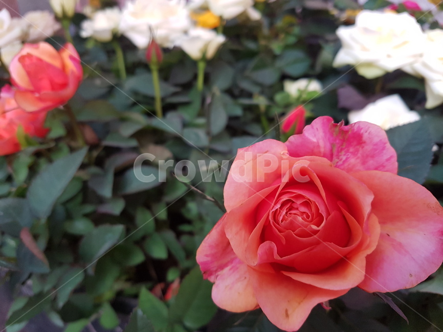 꽃,장미,식물,빨강,초록,식물,자연,plants,nature,꽃,flower