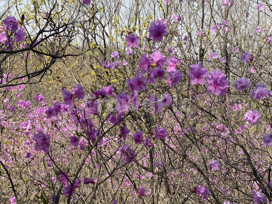 진달래꽃,여리여리,초봄,진달래,봄,이른봄,plant,식물