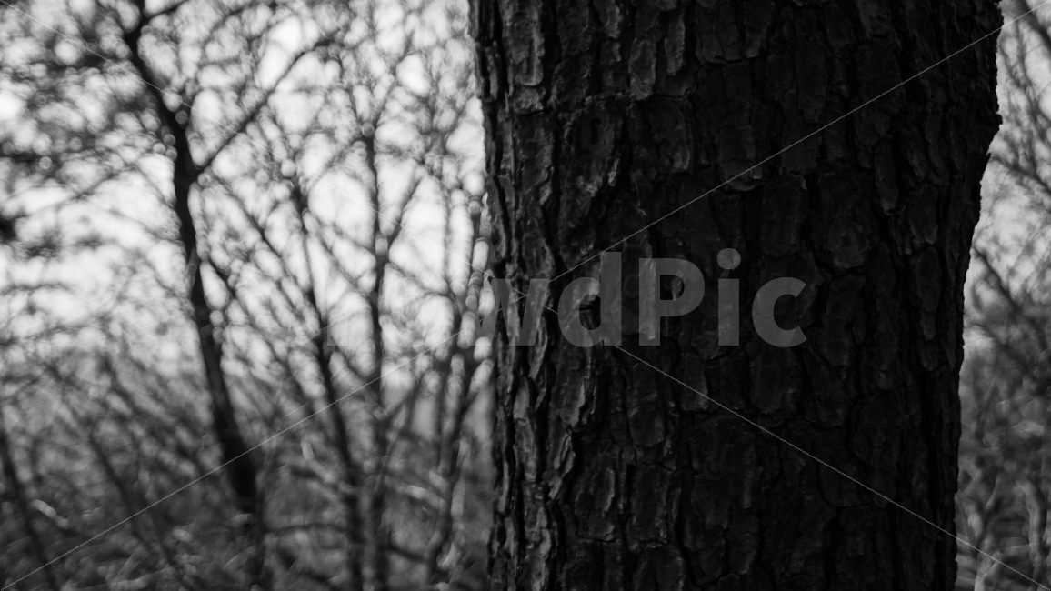atmosphere,landscape photography,pine tree,SONAMOO,mood,white,sight,tree,black,Grayscale,landscape
