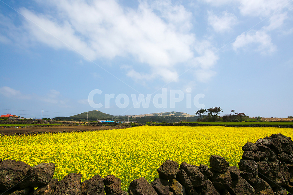 유채꽃,꽃,자연,풍경,마을,힐링,국내,맑은하늘,좋은날씨,돌담,봄,계절,spring,season,grassland,목초지,outdoors,옥외,field,들,nature,meadow,farm,농장,rural,농촌