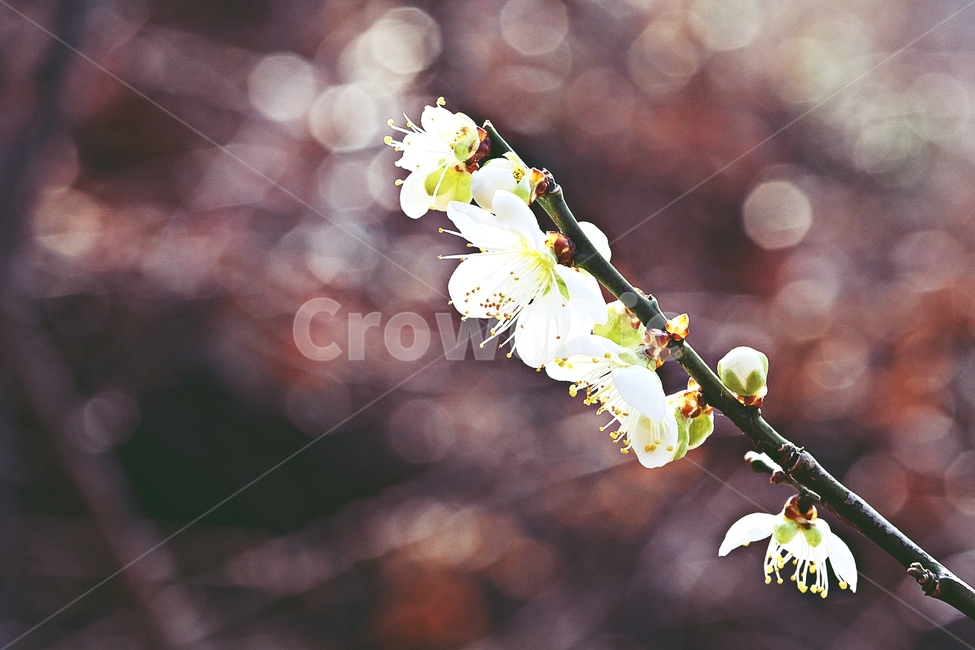 매화꽃,매화,꽃,나무,자연,배경,봄,계절,spring,season,식물,자연,plants,nature,꽃,flower,plant