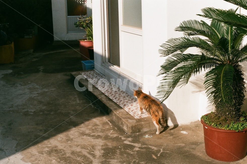 고양이,cat,힐링,따스함,필름카메라,제주도
