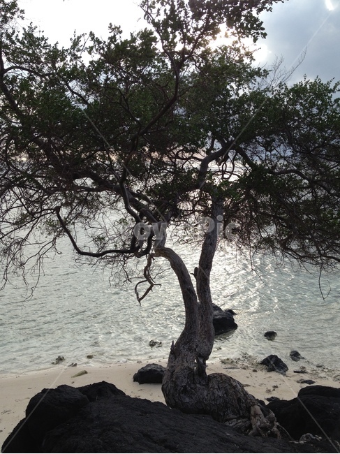 길리,바다,나무,하늘,gili,sea,tree,sky,seaandtrees