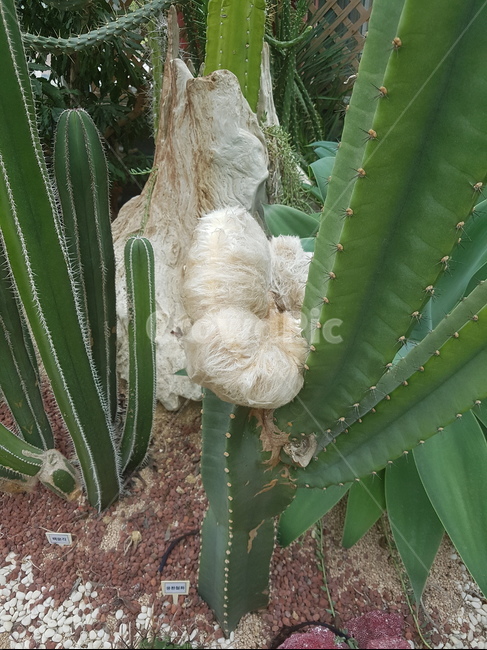 선인장,선인장털,긴선인장,키큰선인장,선인장털뭉치,식물,자연,plants,nature