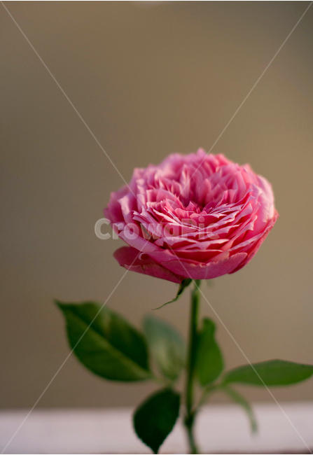 꽃,분홍색꽃,장미,분홍장미,flower,식물,식물,자연,plants,nature,꽃,flower