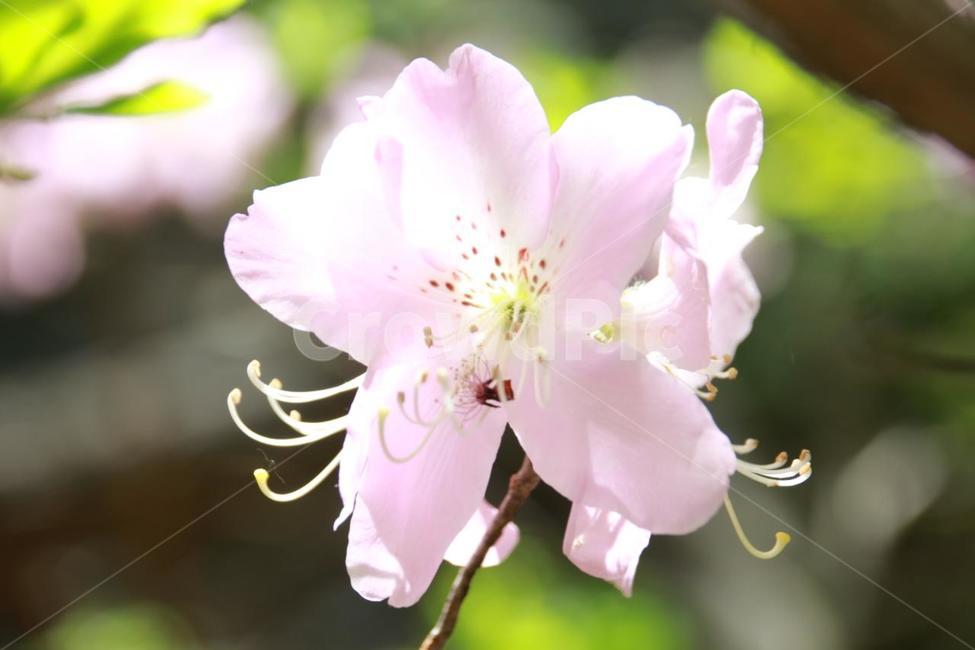 꽃,나무,연달래,진달래,봄,식물,자연,plants,nature,꽃,flower