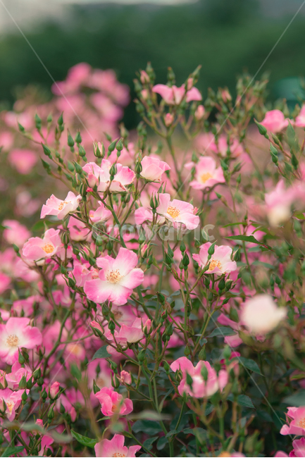 꽃,flower,채송화,핑크색꽃,분홍색꽃,pink,식물,자연,plants,nature,꽃,flower