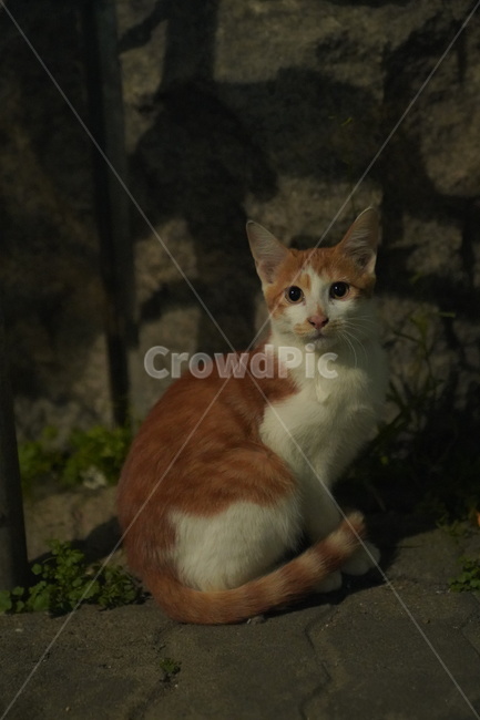 회색고양이,길고양이,고양이,길냥이,아기고양이,치즈고양이,streetcat,straycat,wildcat,aborable,lovely,cute,kitty,kitten,동물,animal,cat,포유류,mammal,동네고양이,동물,animal,포유류,mammal,고양이,cat,kitten,kitty