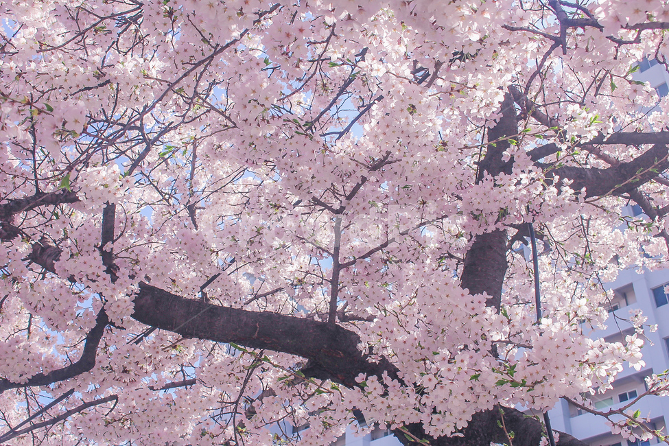 벚꽃,봄,벚꽃축제,꽃,cherryblossom,cherryblossoms,꽃축제,꽃나무,왕벚꽃,자연