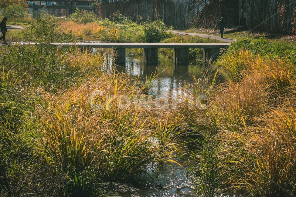 가을,가을풍경,산책로,공원,fall,다리,autumncolors,가을,계절,fall,autumn,season,자연,풍경,nature,landscape,식물,plants,water,물,land,땅,outdoors,옥외