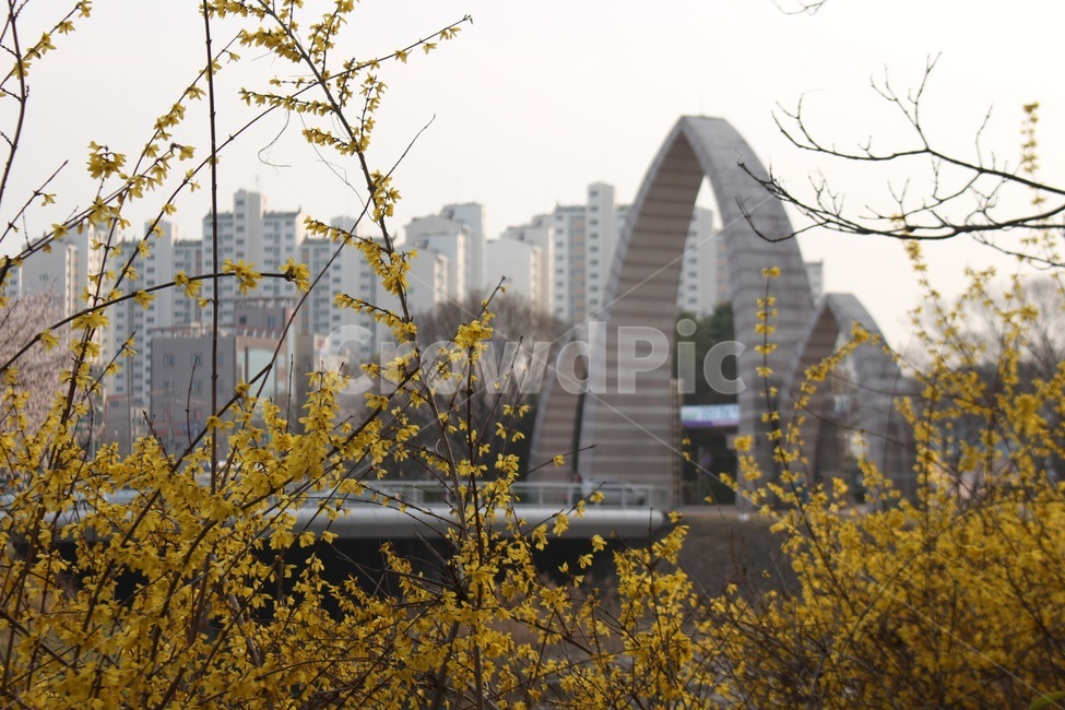 봄,개나리,봄꽃,식물,경상대학교,경상대,꽃,풀,봄,계절,spring,season,도시,풍경,city,landscape,한국도시풍경,한국도시경관,korea cityscape,식물,자연,plants,nature,꽃,flower,building,건물,architecture,건축물