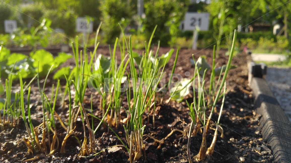 파,새싹,연두색,그린,흙,텃밭,도시텃밭,갈색,식물,농사,sprout,vegetablegarden,urbangarden,green,brown,plant