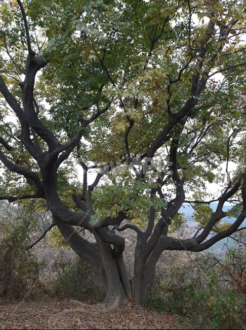treetrunk,나무줄기,tree,나무,plant,식물,식물,자연,plants,nature,나무,trees,wood