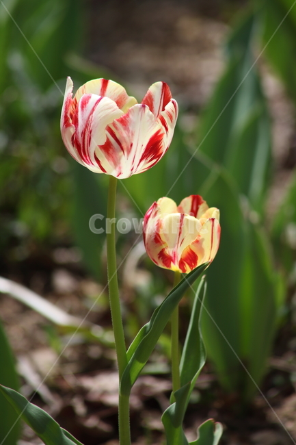튤립,구근초,꽃,백합과,tulip