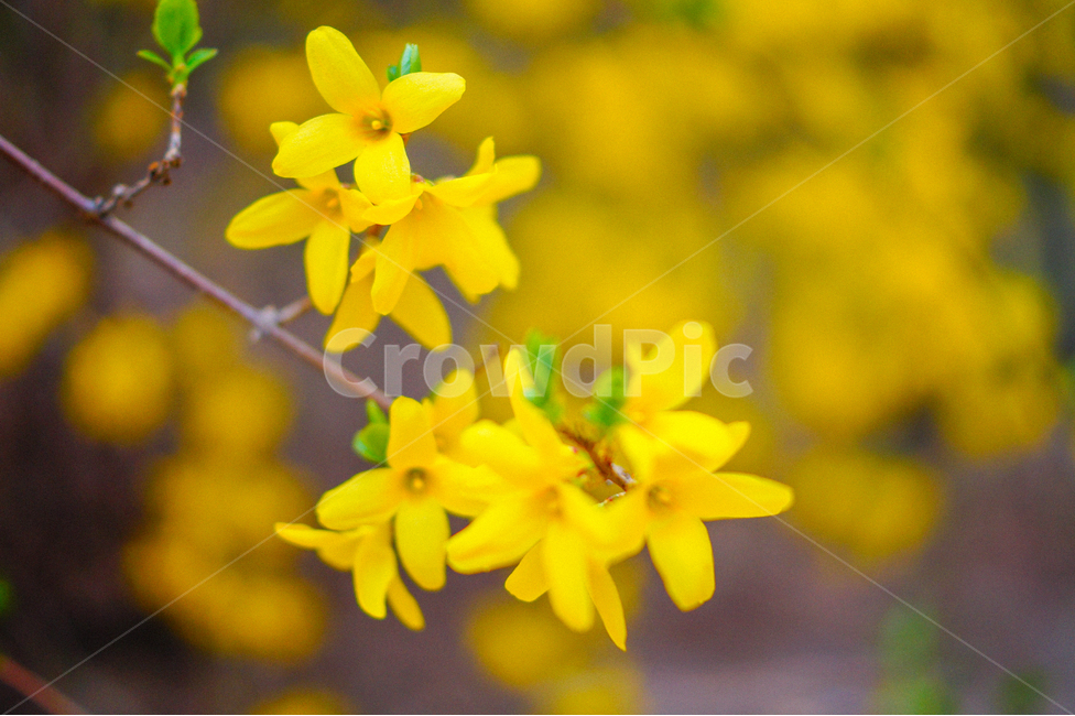 봄,개나리,꽃,자연,노랑,spring,korea,flower,nature,봄,계절,spring,season,식물,자연,plants,nature,꽃,flower,plant