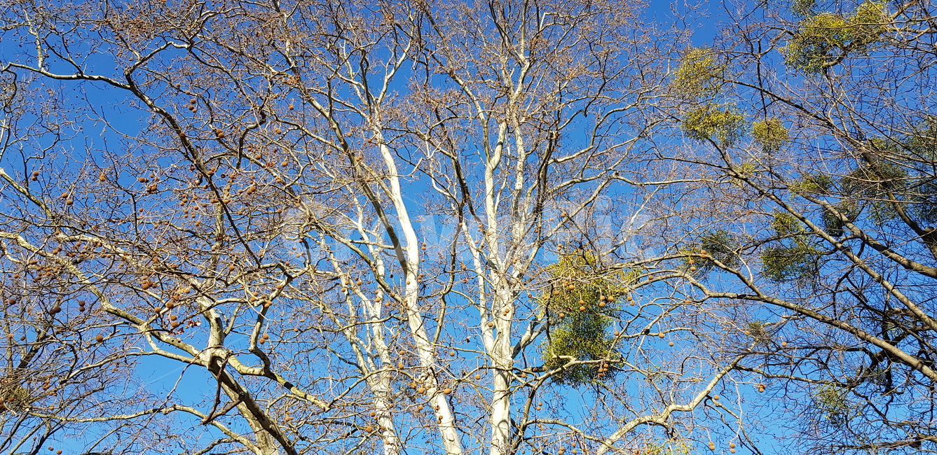 tree,나무,plant,식물,공원,자연