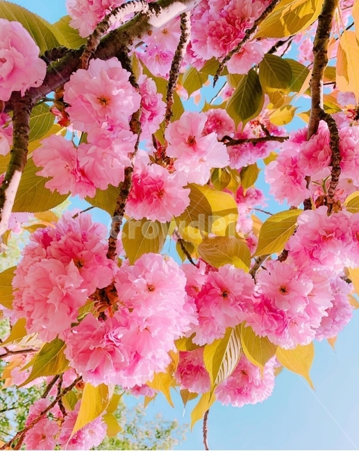 겹벚꽃,왕벚꽃,벚꽃,나무,분홍색,색감,봄,봄나무,봄꽃