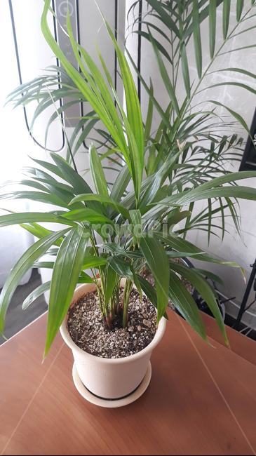 식물,plant,아레카야자,interrior,indoorplant,indoor,실내용화초,화분,화초,house plant