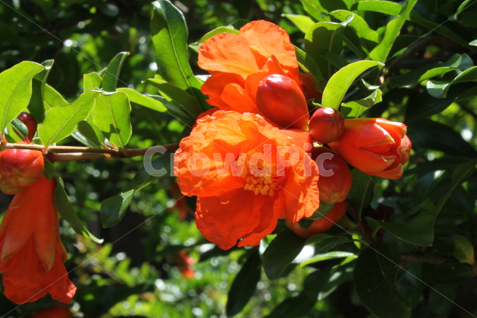 석류,석류꽃,꽃,식물,flower,식물,자연,plants,nature,꽃,flower