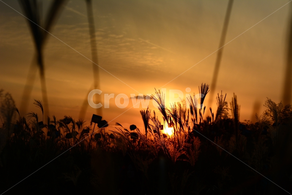 노을,감성,하늘공원,억새축제,가을,풍경,감성사진,가을,계절,fall,autumn,season,자연,풍경,nature,landscape,실루엣,그림자,silhouette,shadow,outdoors,옥외,flare,플레어,light,빛,grass,잔디,plant,식물,sky,하늘,dawn,새벽,dusk,황혼,sunset,일몰,red sky,붉은 하늘