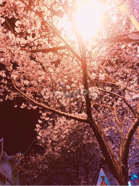 plant,식물,light,빛,벚꽃,나무,가로등