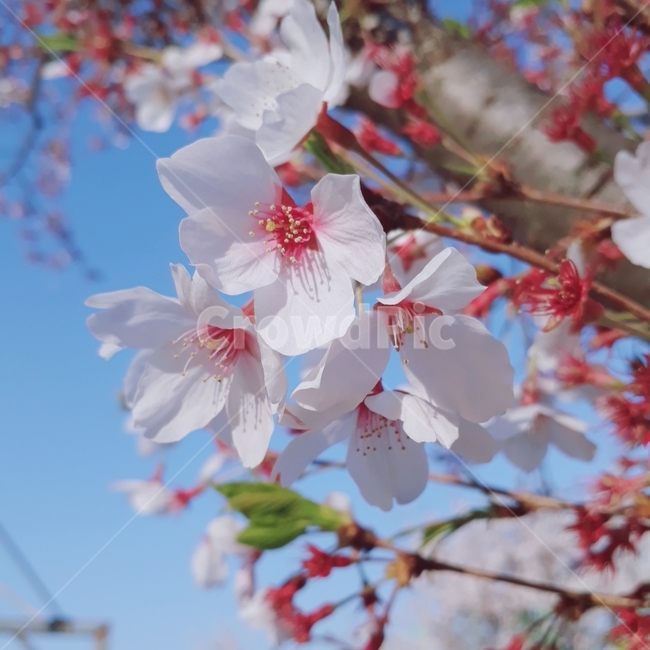 봄,벚꽃,꽃,flower,spring,분홍,핑크,산뜻한,cherryblossoms,さくら,3월