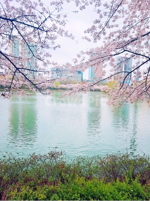 감성사진,자연,꽃,벚꽃,봄,석촌호수,잠실,나무,물결,계절